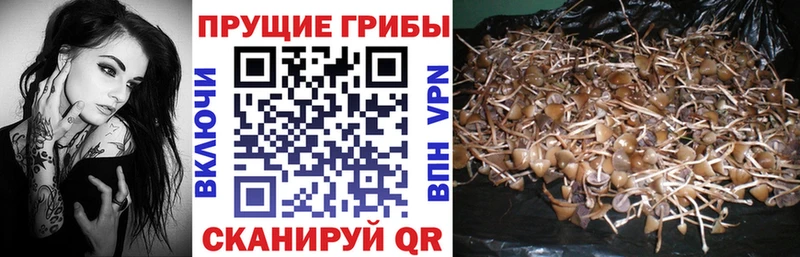 Купить  Карасук  Галлюциногенные грибы GOLDEN TEACHER 